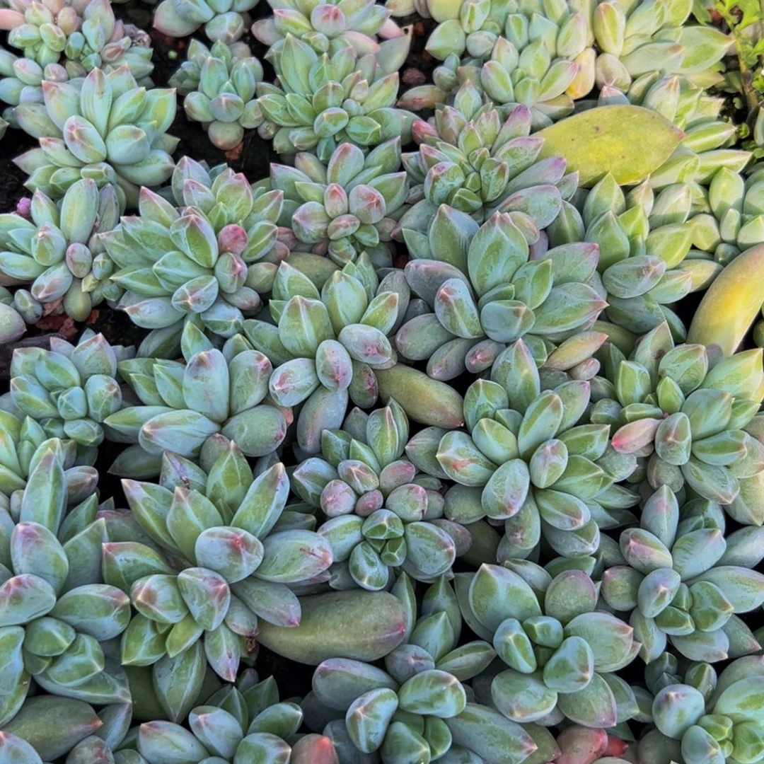 10颗大小不等重楼好好