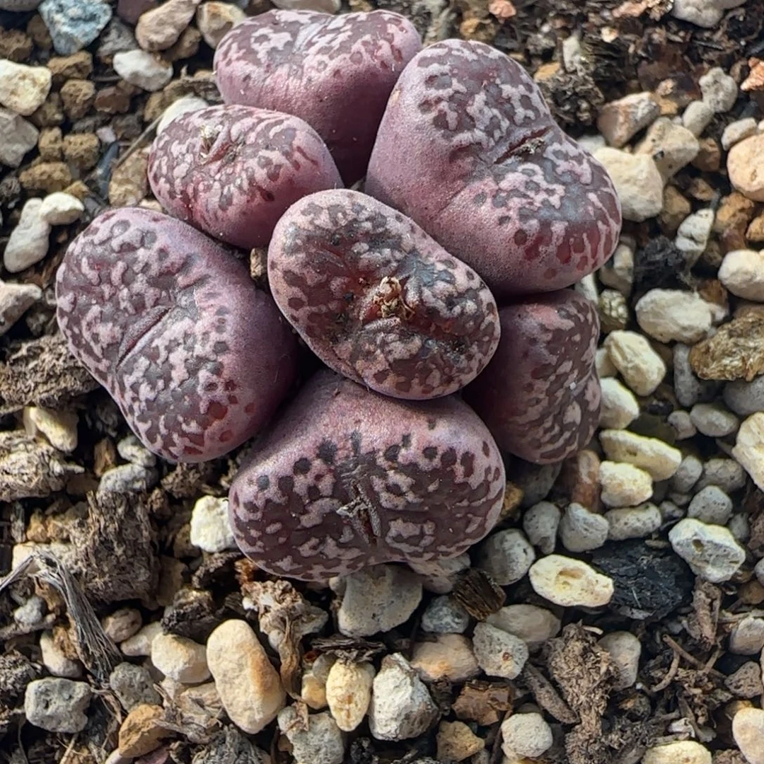 多肉植物外播马克母本18号