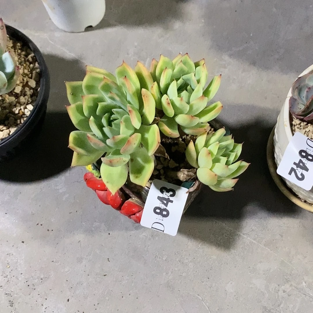 ꧁****843宝莲灯杂多肉植物