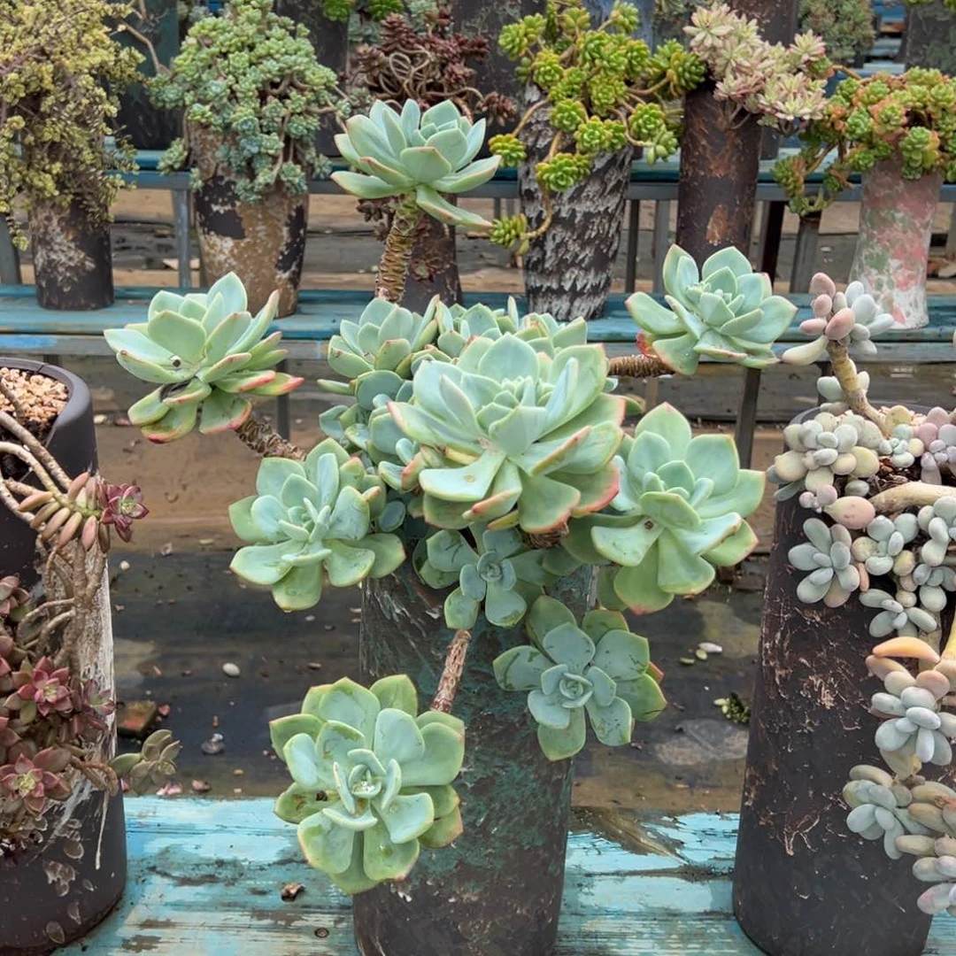 露养老桩脱土裸根白月光