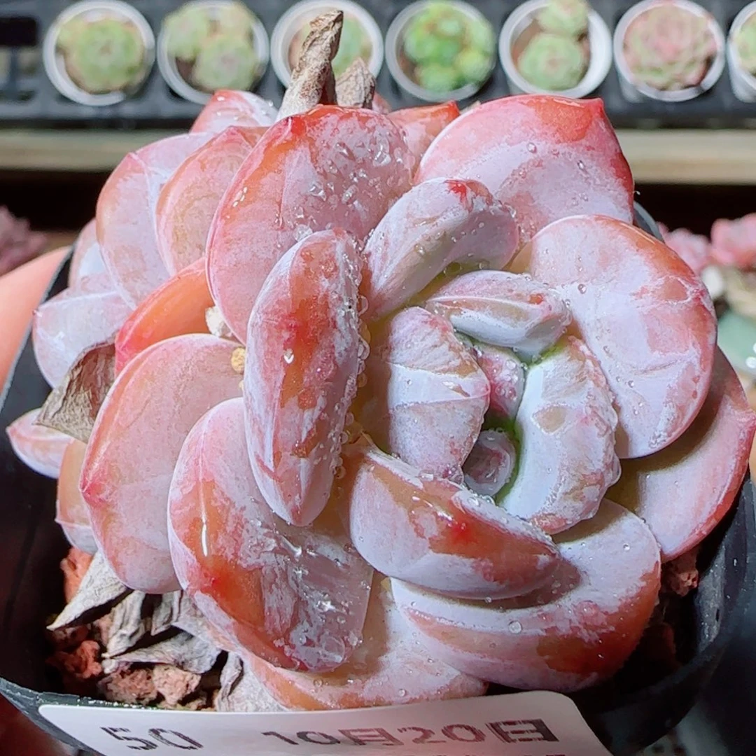 花语逸镜1020-50石榴籽星颖