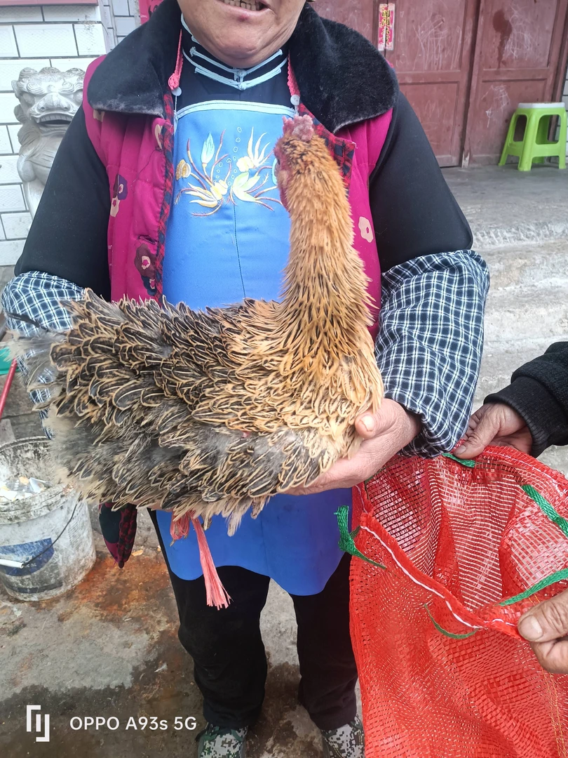 4斤重倒毛母鸡  翻毛母鸡 反毛母鸡麒麟母鸡药引鸡 现货速发