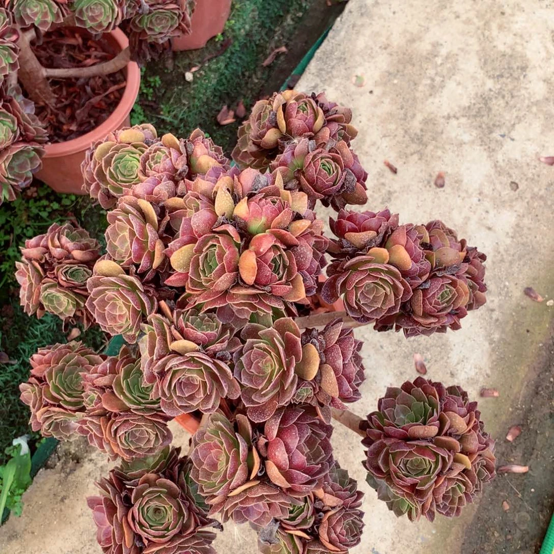 赤焰莲朵朵，多肉植物
