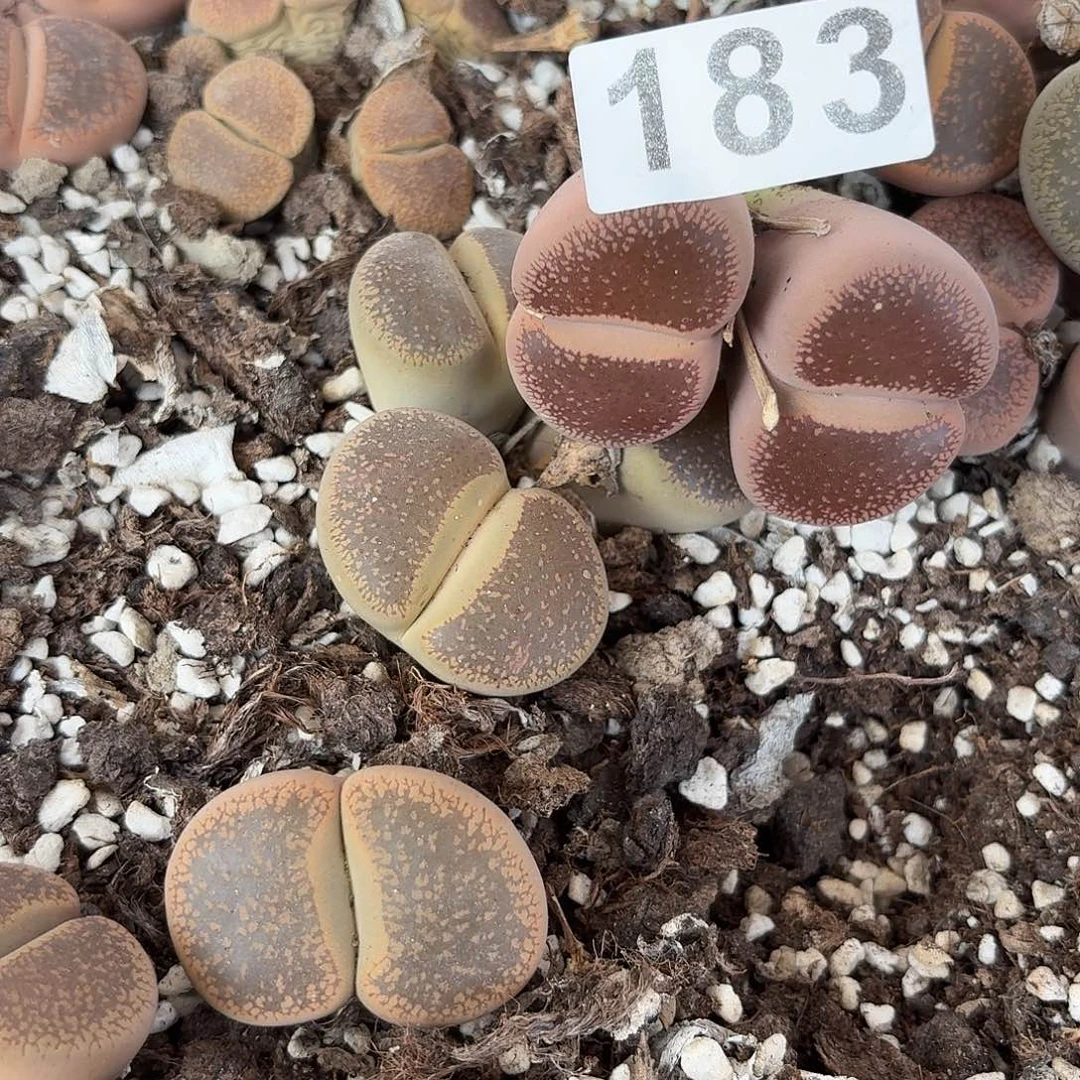 用***9生石花一物一拍183