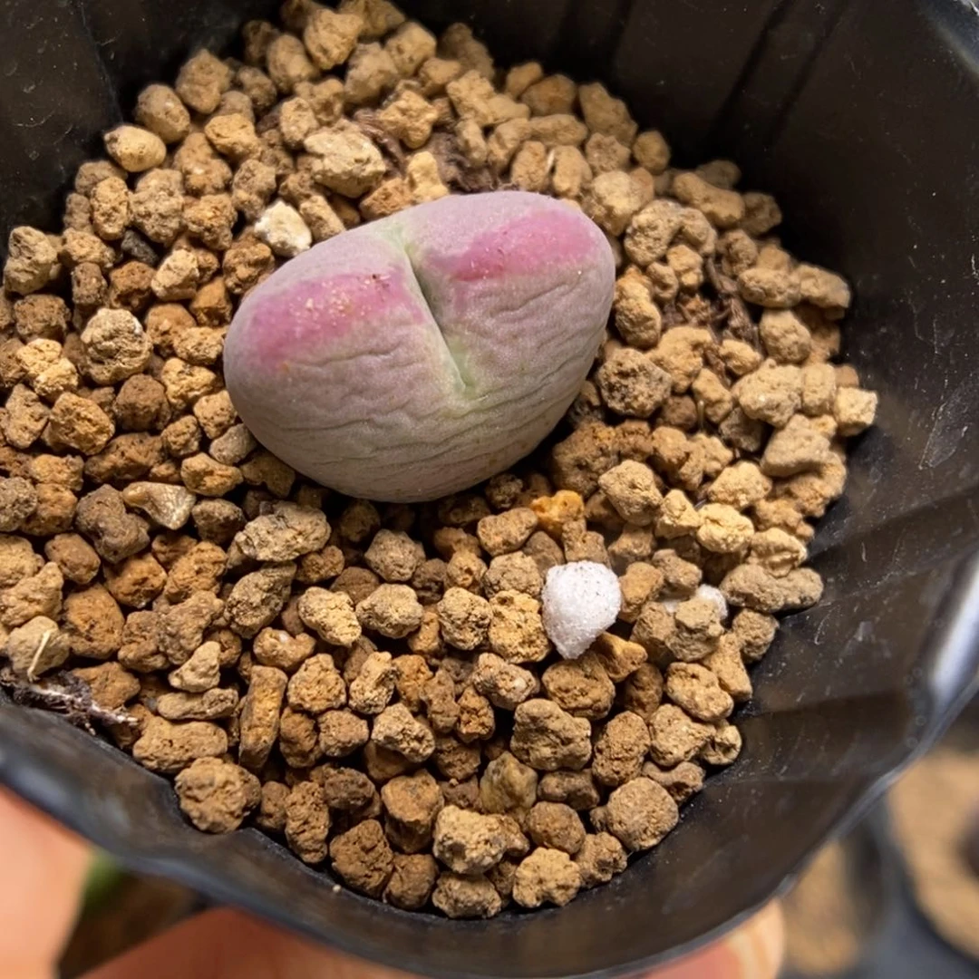 多肉植物肉锥杂交K-4712