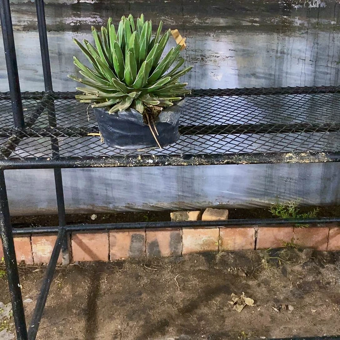 黄*笑屉之雪一颗1950福利