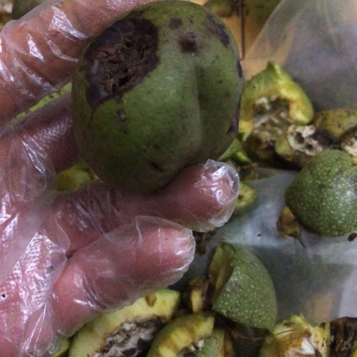 鲜****u文玩核桃异形