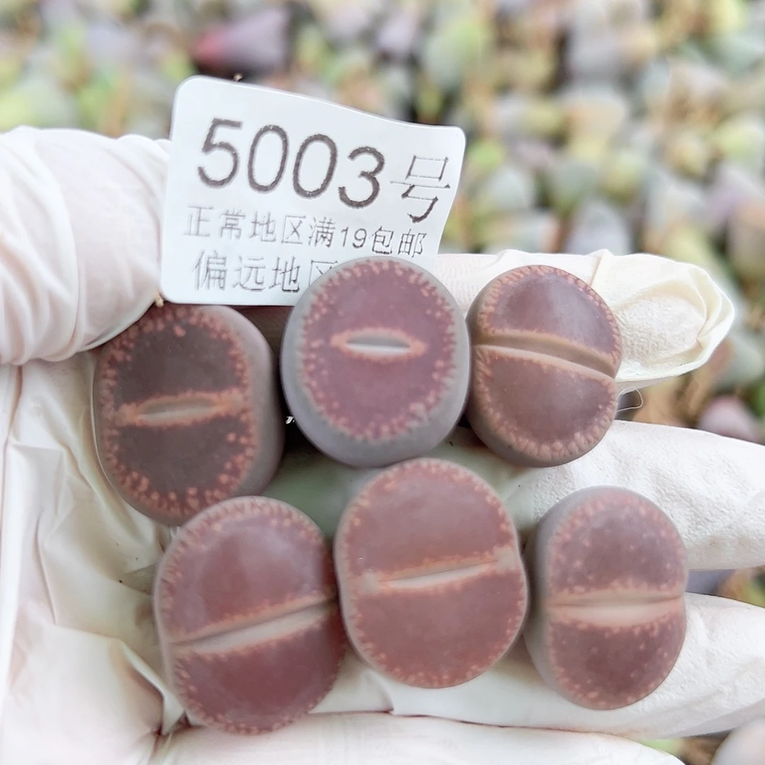 5003 好养易活生石花大母本5个2cm