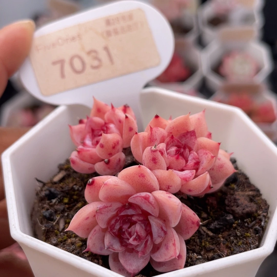 天鹅绒7031-4.5厘米