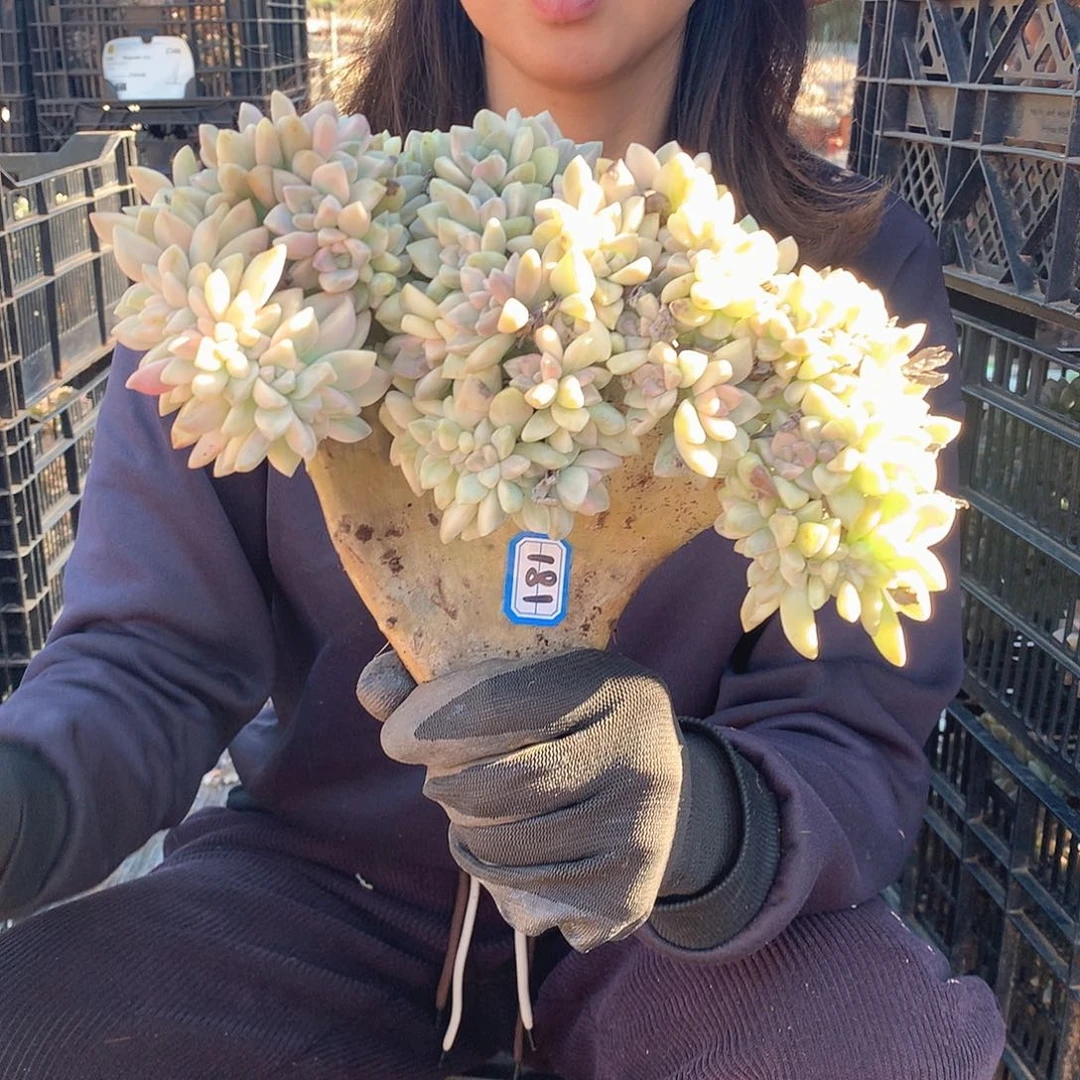 181 淡雪锦缀 一物一拍