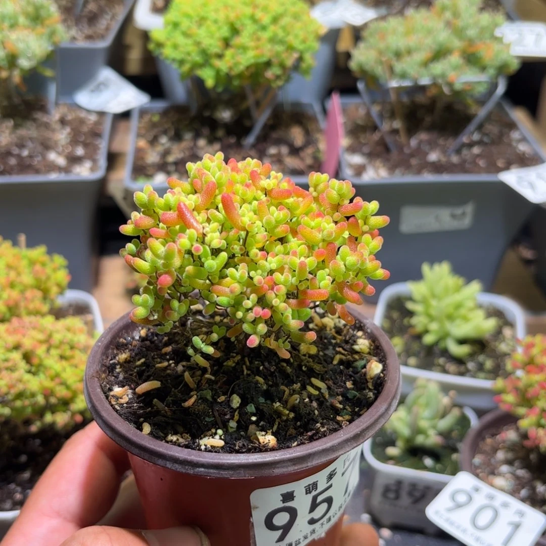 枝干番杏密橘糖球957