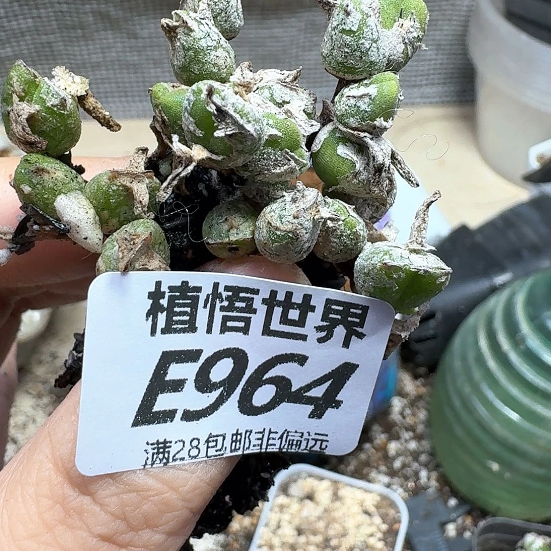 多肉植物的人啊fbnn