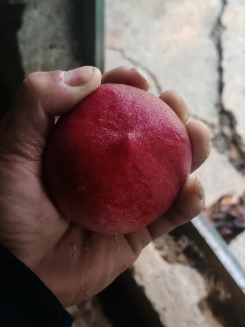 【京东生鲜快递】自家果园桃子火焰桃鲜摘现发新鲜采摘九分甜大果