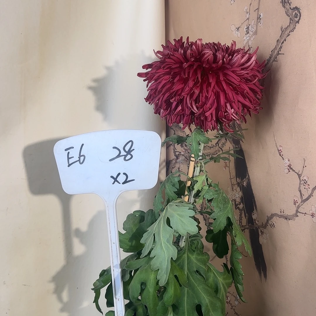 全部花朵E66666666