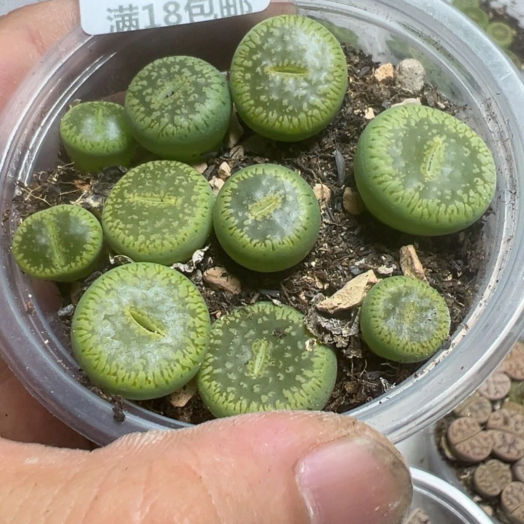 【闪购商品】 033。