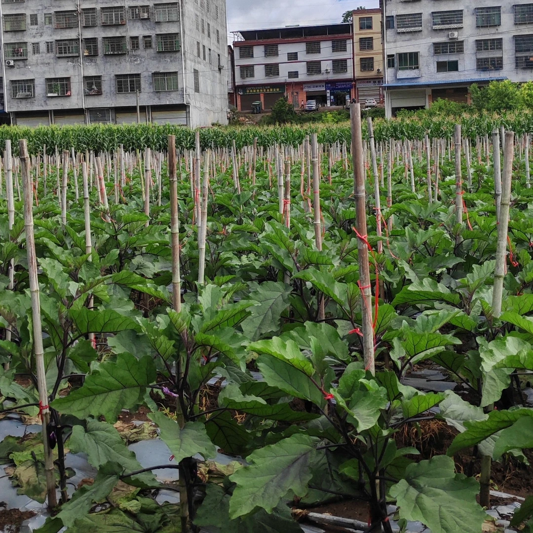 露天种植新鲜紫茄子现摘现发