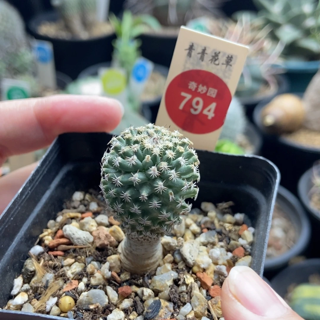 实生海胆娇丽2.4cm