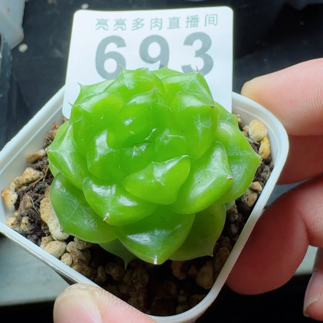 七喜珍妮            精美多肉植物