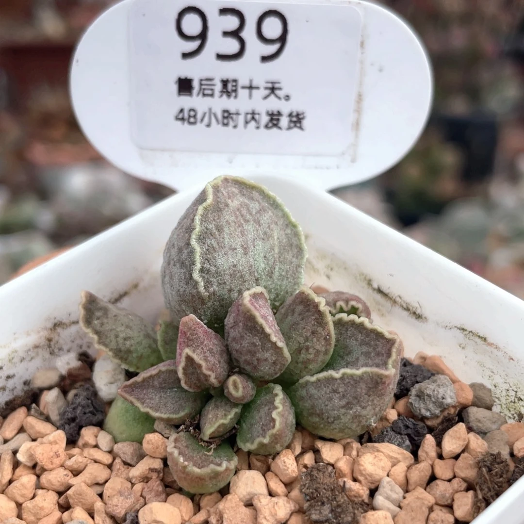 粉鲍鱼。     939。