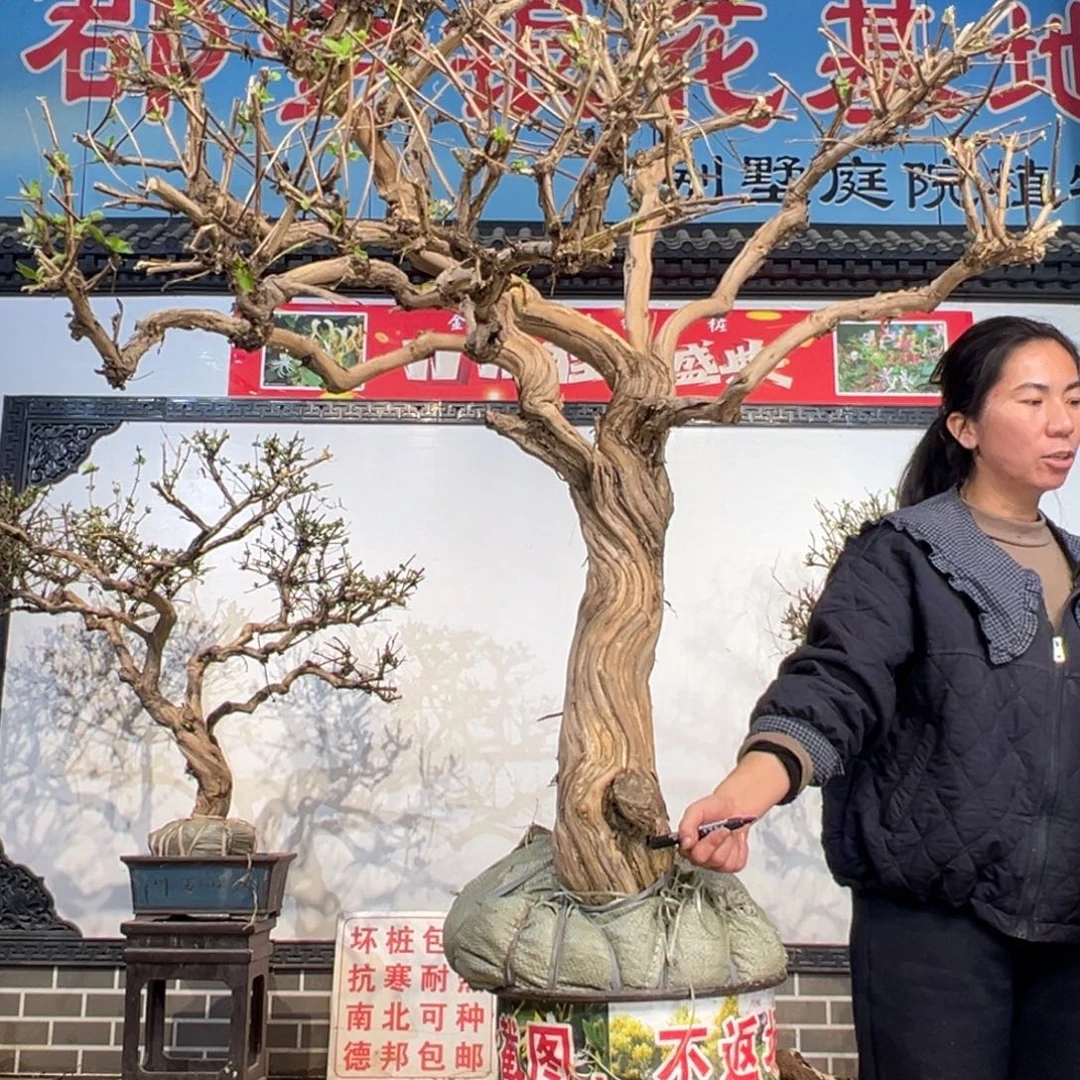 无花朵金银花42455555555566