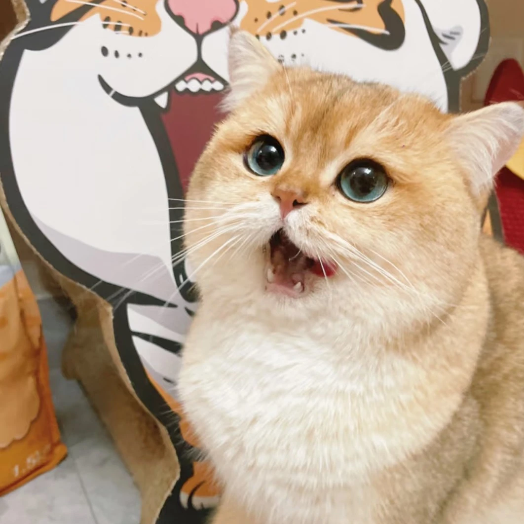 （喵居物语）全品种 猫猫活体全款链接I