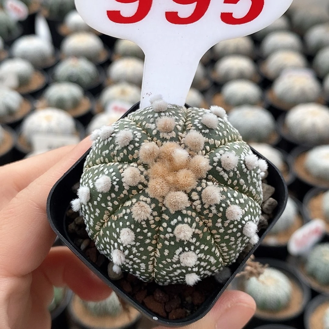 995大优系列产品系列