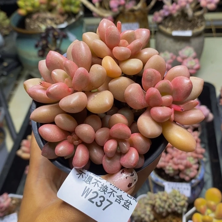 237先锋派多肉8c m