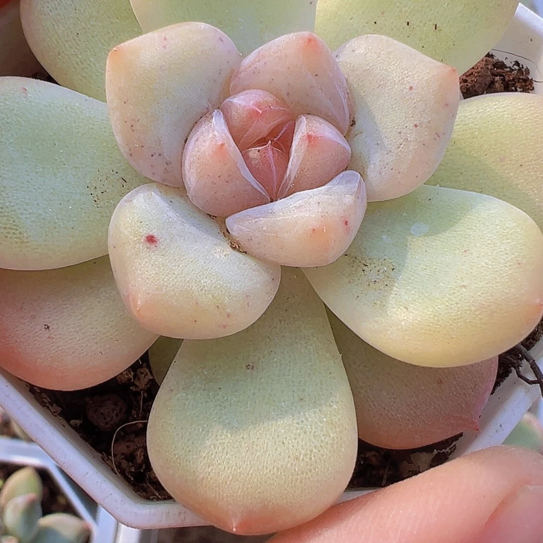 安娜珍妮19包邮多肉