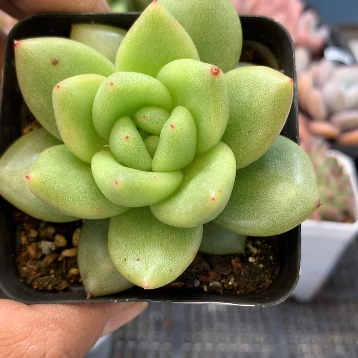 白体珍妮单头脱土量拍