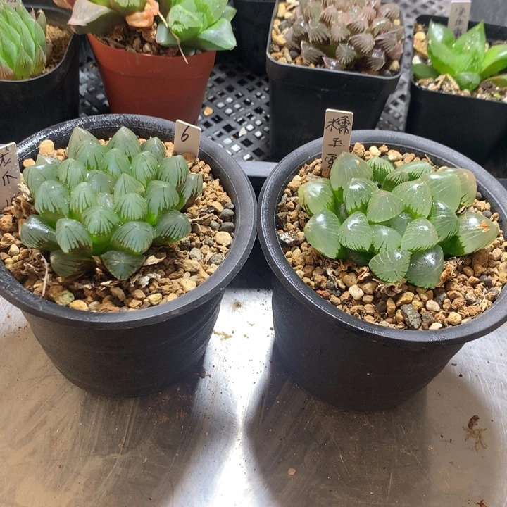 龙爪+糯玉露一物一拍带盆