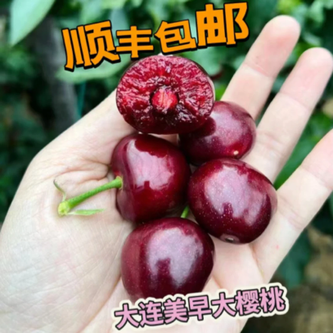 『全国可拍』大连美早大樱桃顺丰空运包邮1.8～4.8斤1-6J 内附果径卡