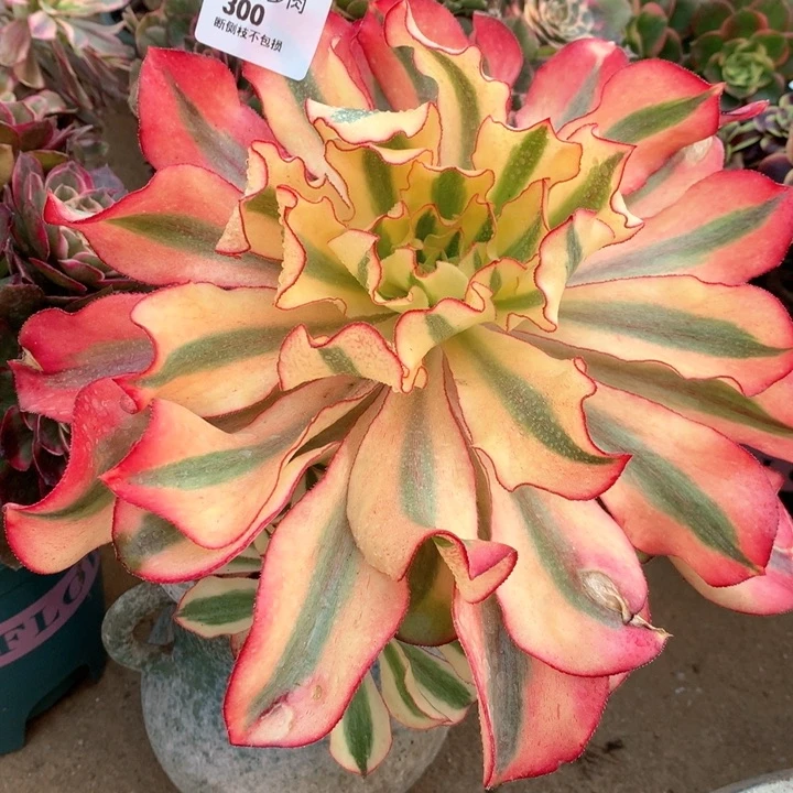 300魅影多肉植物