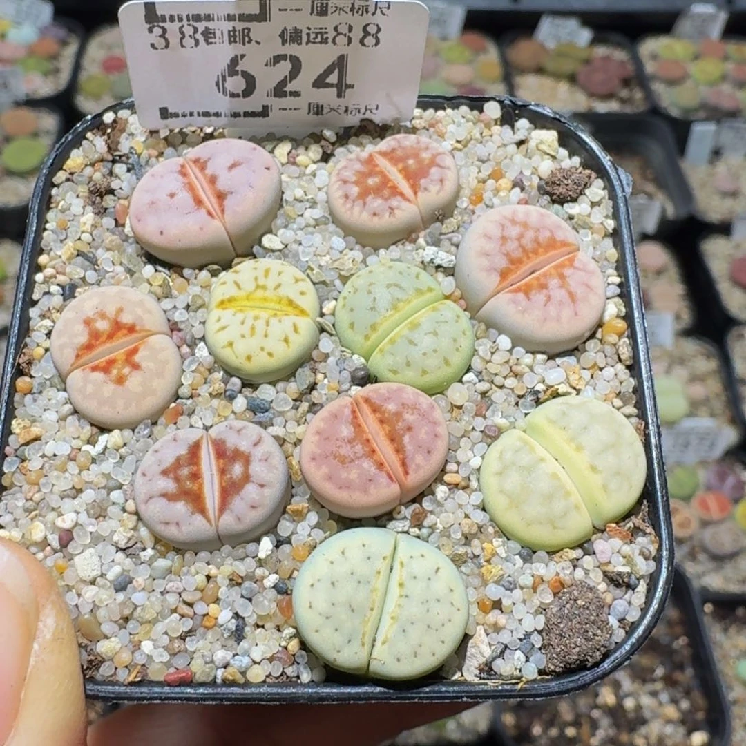Ssss精品生石花624
