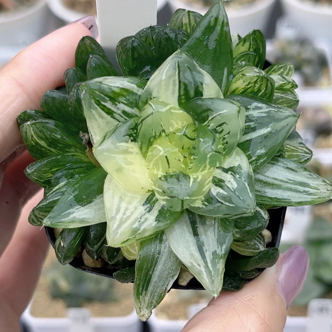34花火玉露锦带仔福利专场