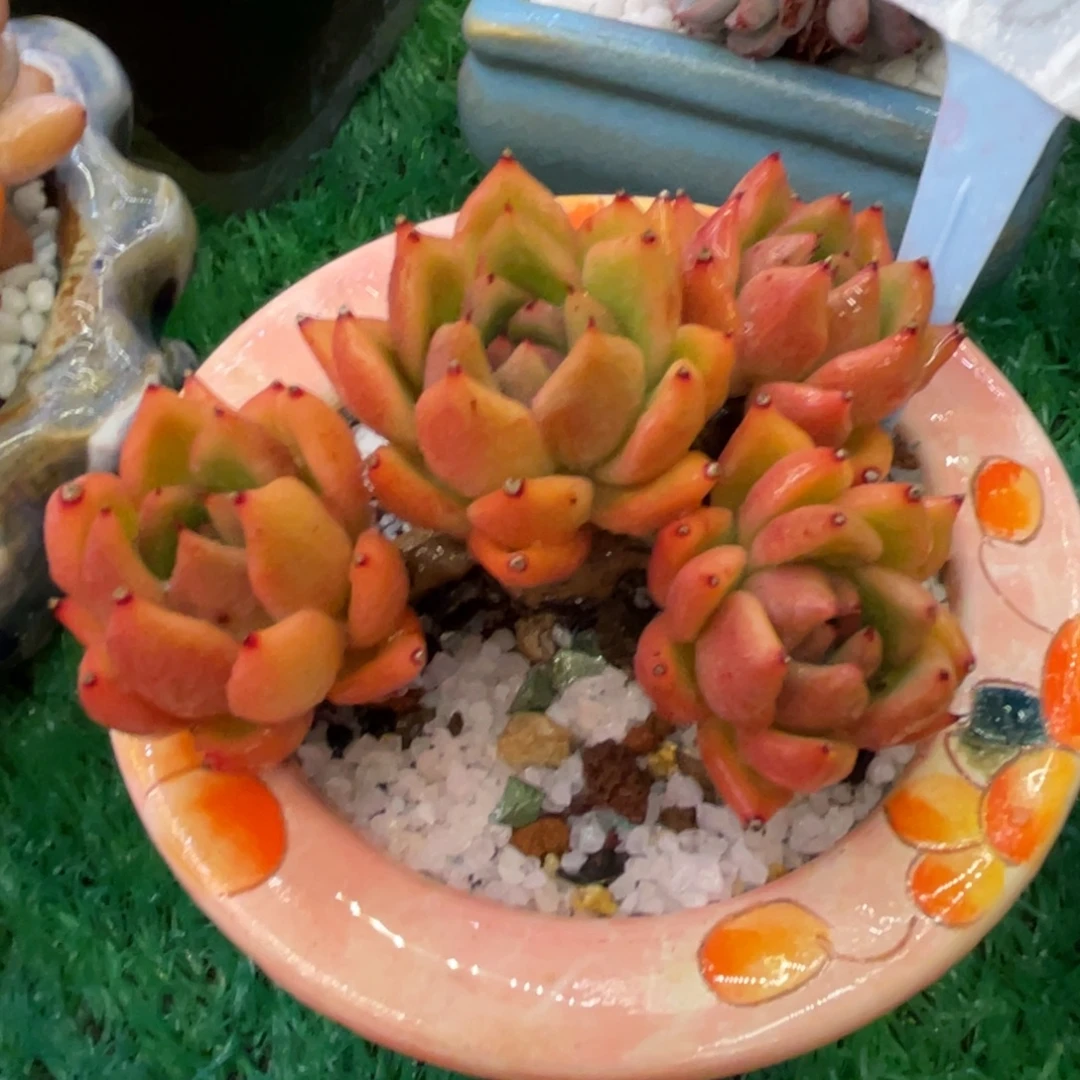 多肉植物盆栽多肉