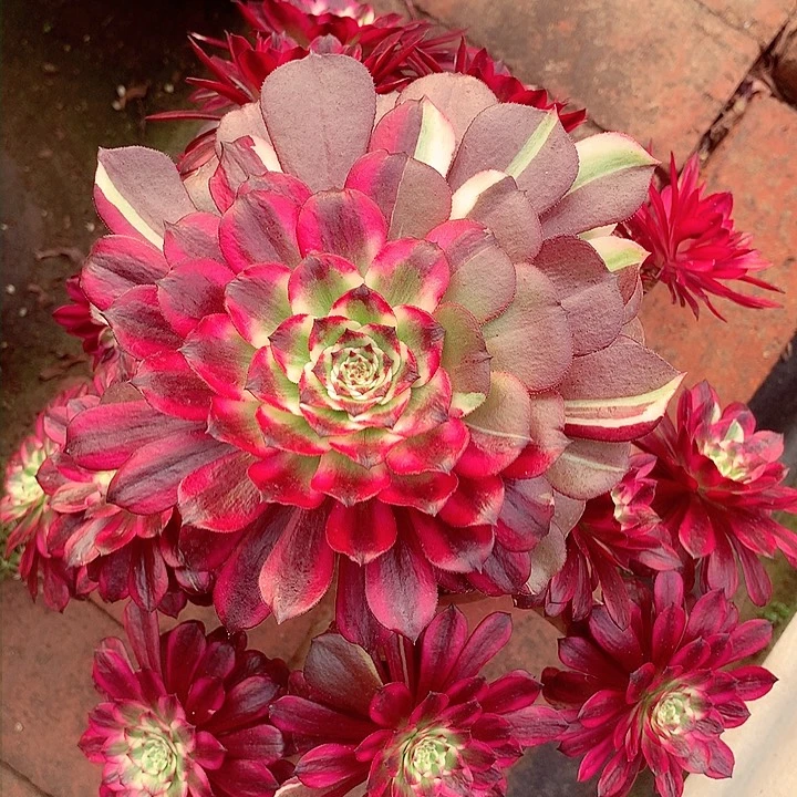 美 仙啊啊啊啊啊啊啊