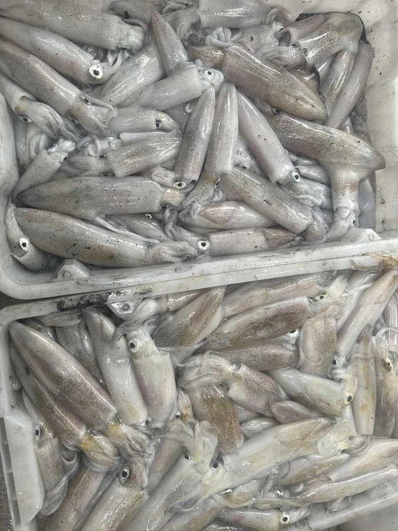 灯照鱿鱼 厦门海鲜配送  顺丰 现称