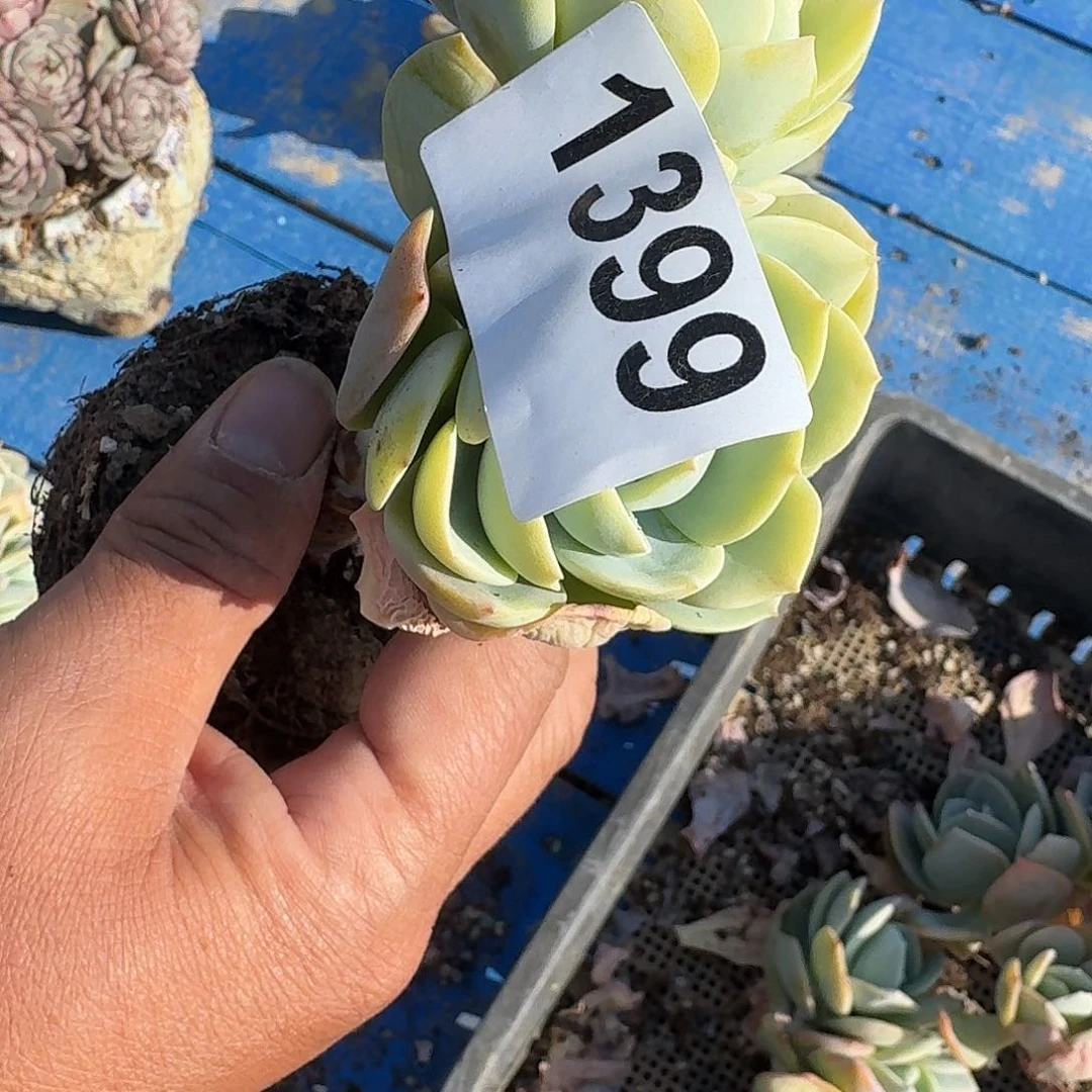 夏*316466164646464644