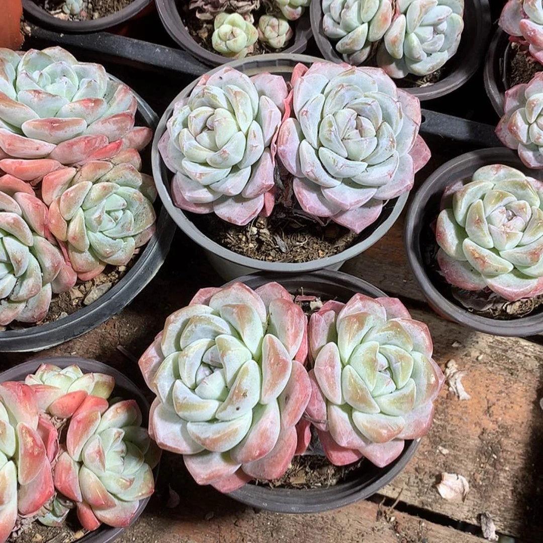 等等等多肉植物哈哈