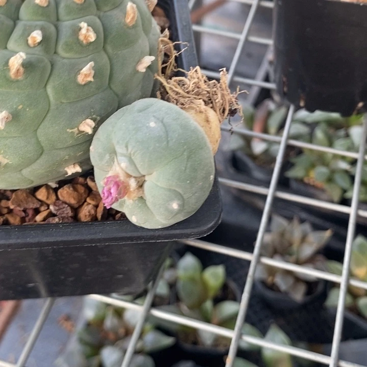 嗨*小鱼福利，一物一拍