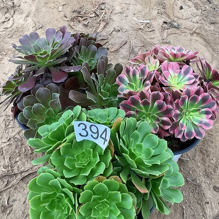 无花朵394三颗多肉植物组合