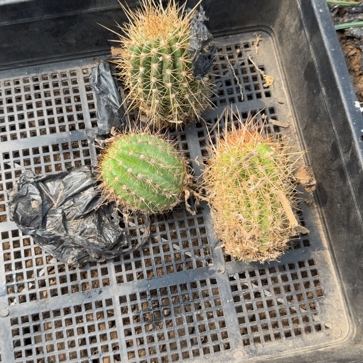 284新品毛花柱落地无木心斑筐拍