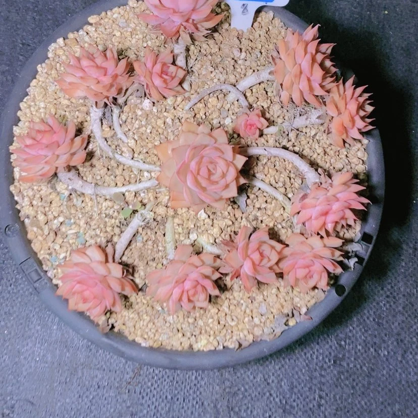 【闪购商品】l****儿0516