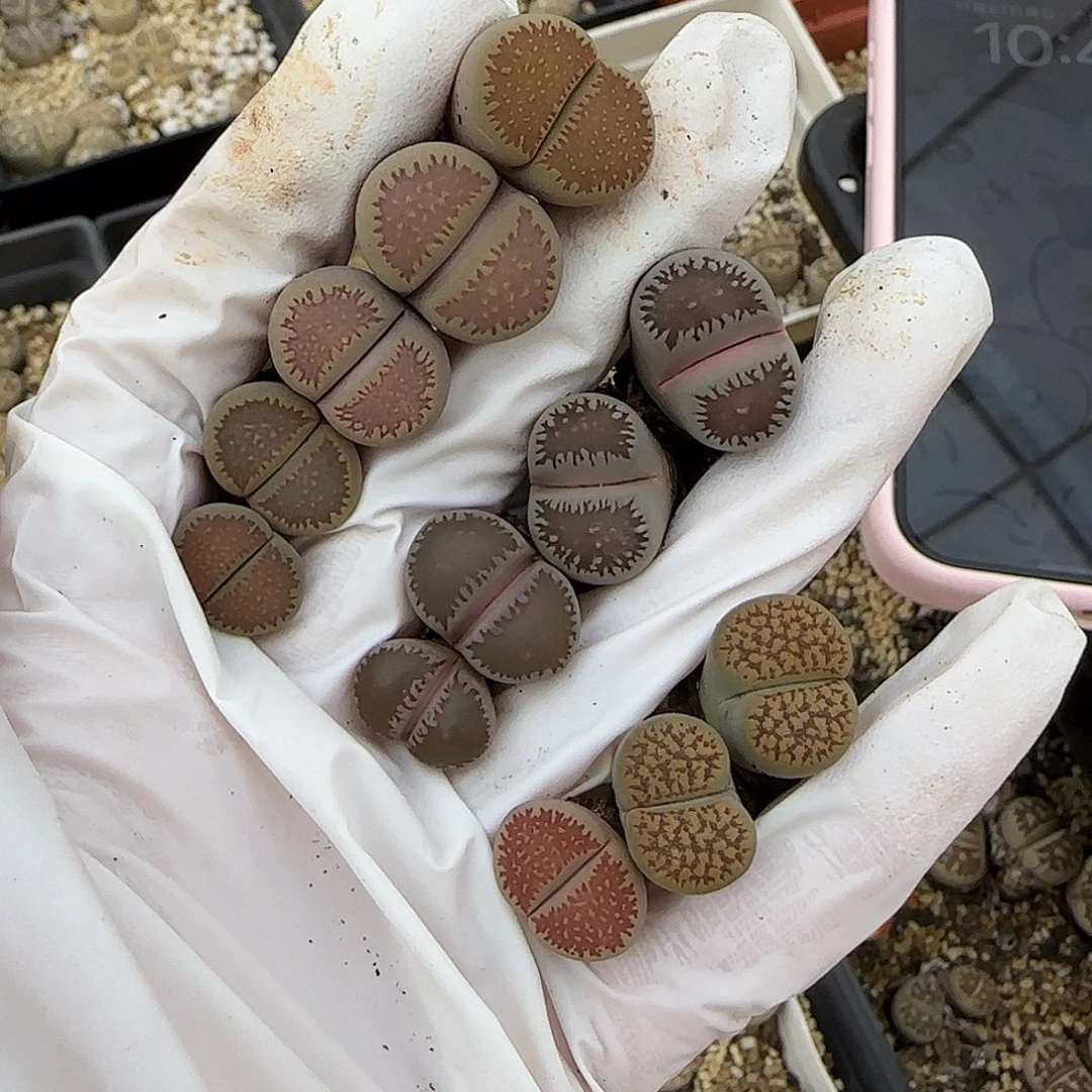 若***水11.23.传法朝贡.  9022