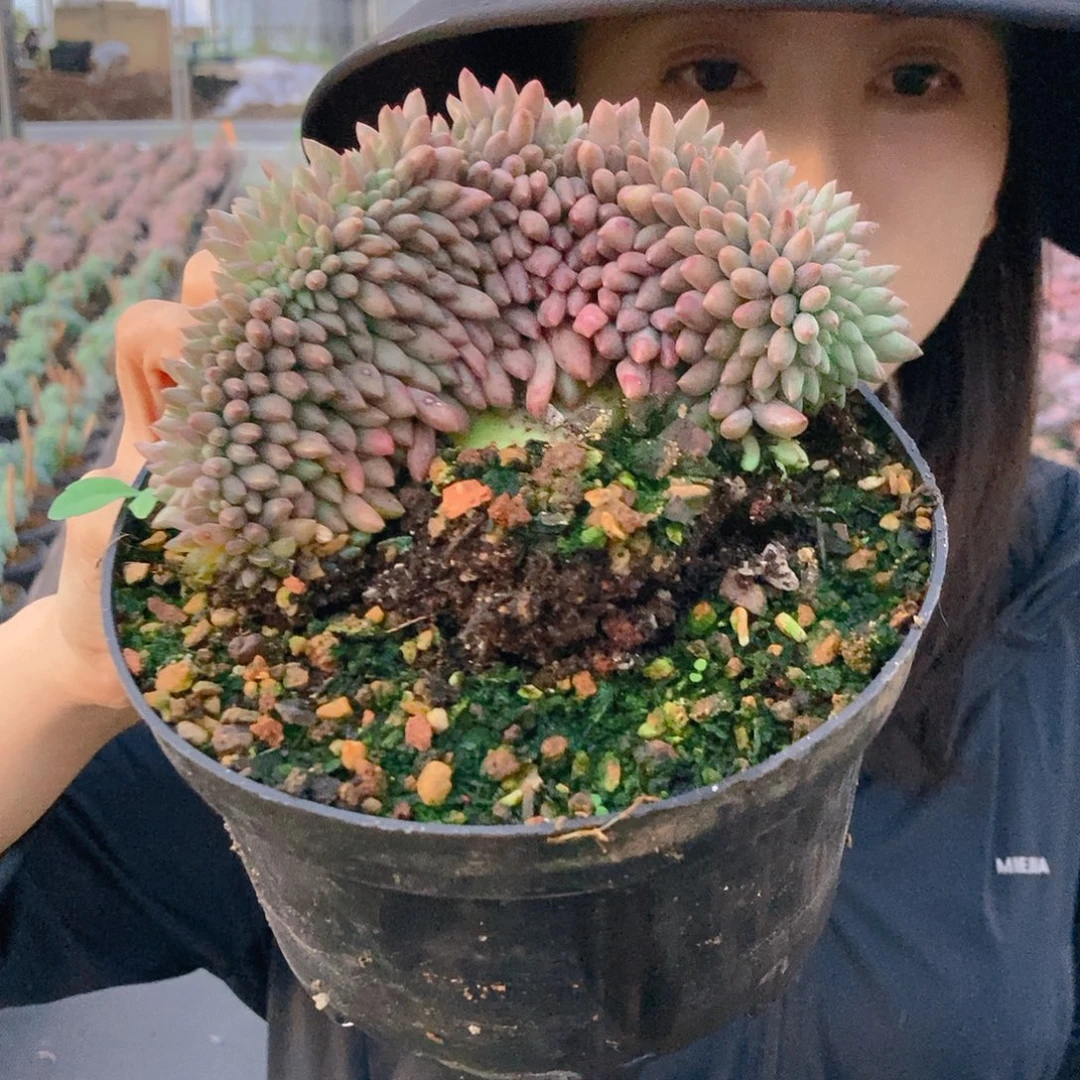 红蜻蜓缀有根随机