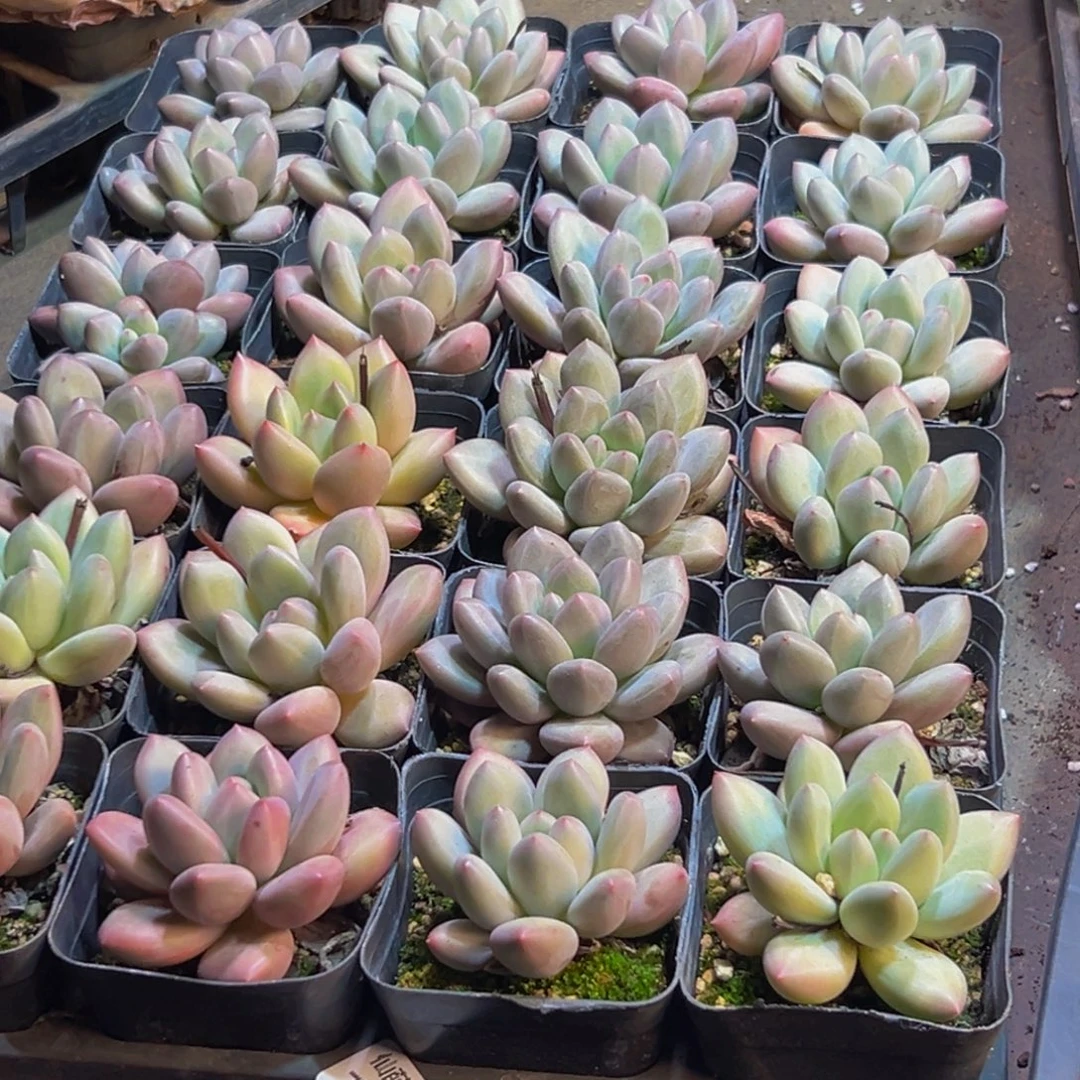 冬***月150多肉植物和植物的生长发育