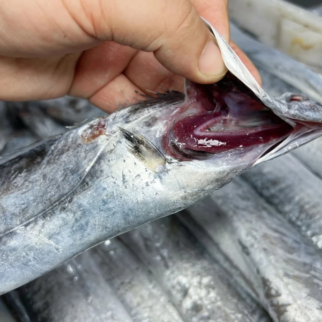 东海野生新鲜现捕正宗小眼油带鱼 顺丰包邮（破肚介意勿拍）