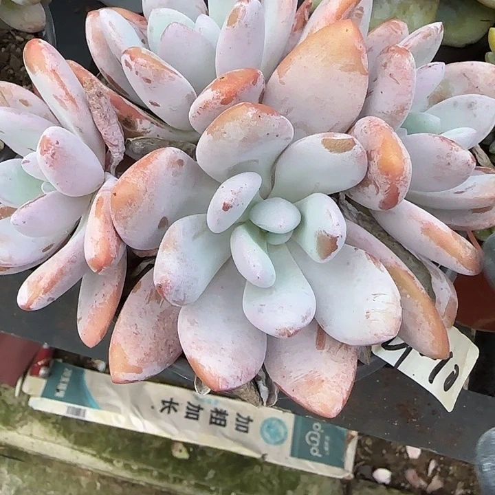 渝***.青蛙王子儿童牙膏套装11