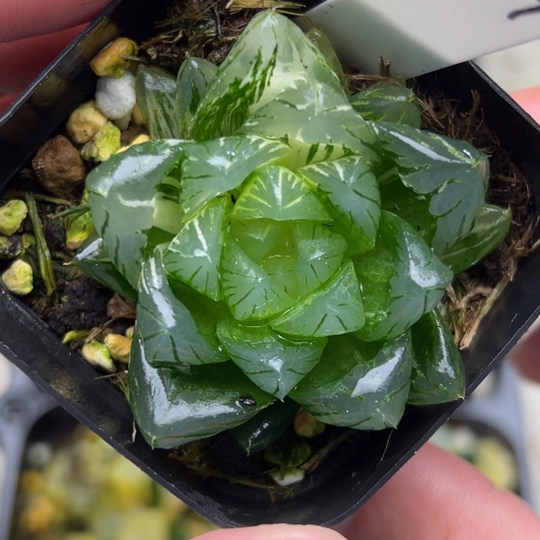 87龙鳞玉露锦。。。。