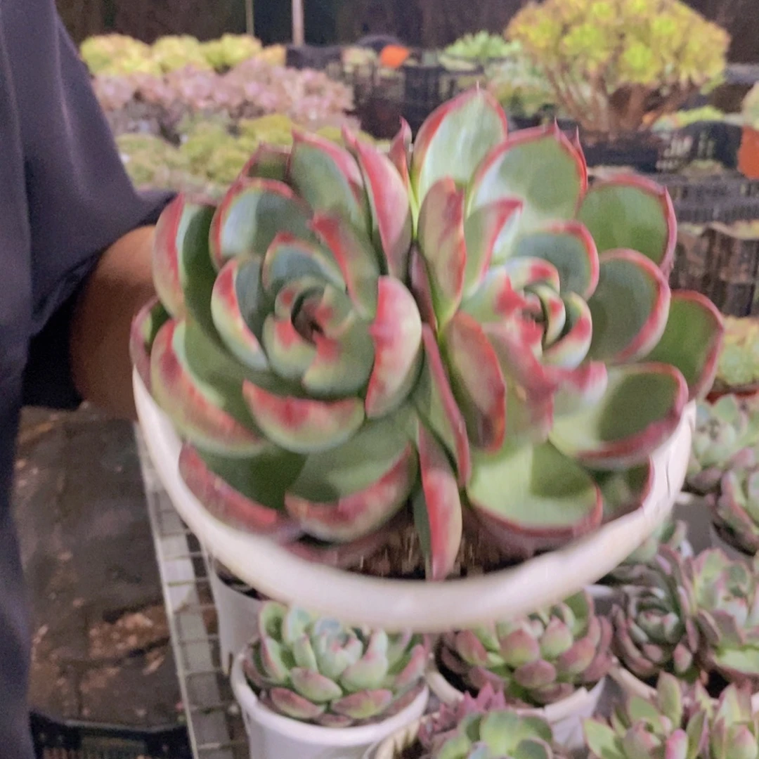 惊鸿仙子双头起发